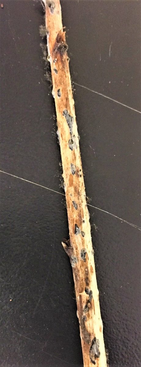 Fuzzy raspberries: What causes Botrytis fruit rot? | UConn Plant ...