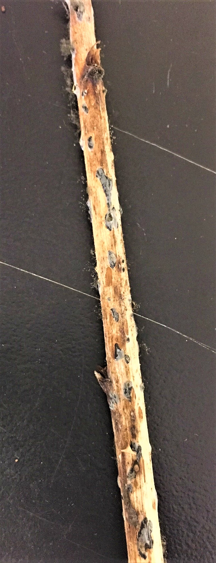 Fuzzy raspberries: What causes Botrytis fruit rot? | UConn Plant ...