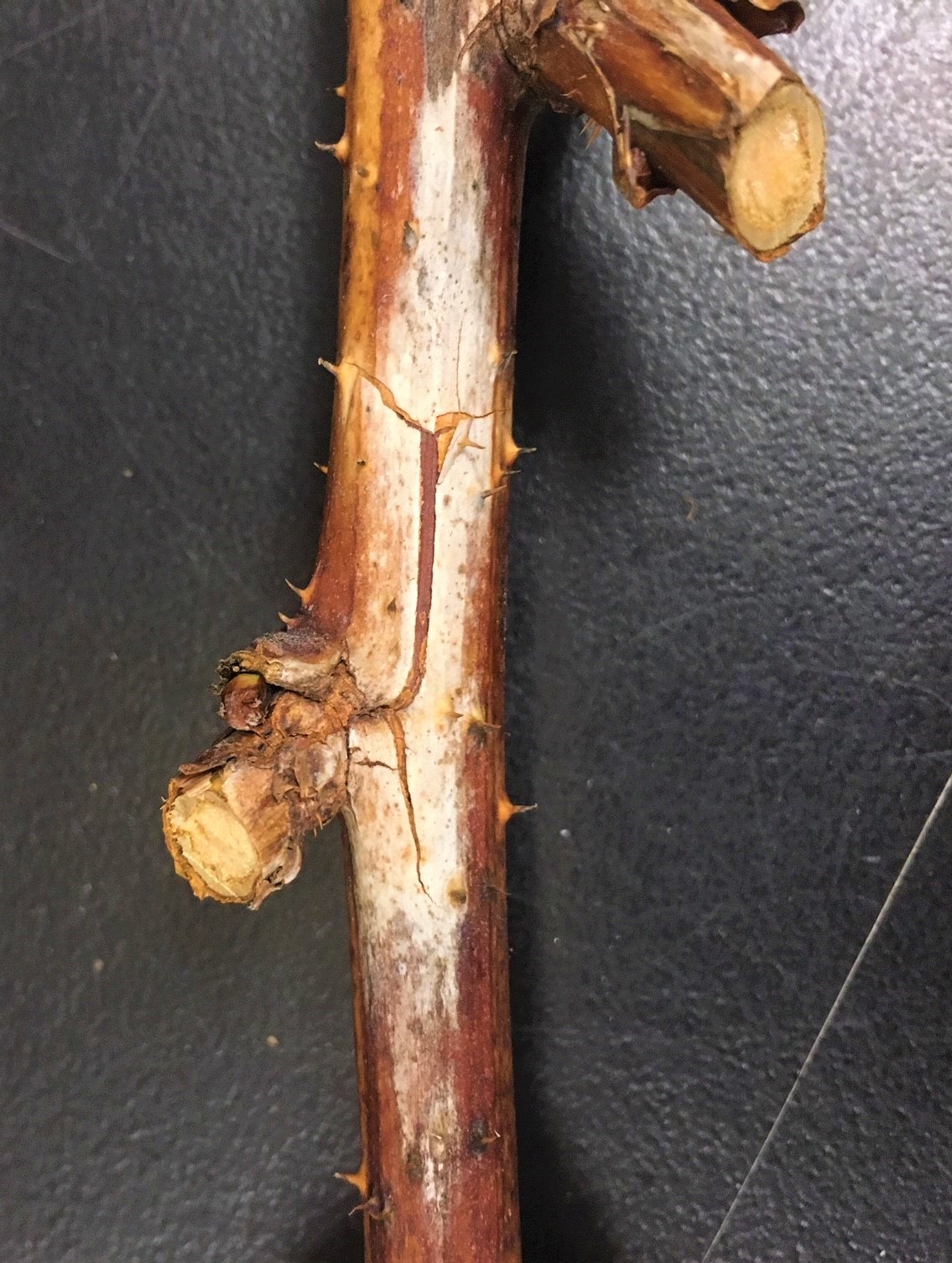 Fuzzy raspberries: What causes Botrytis fruit rot? | UConn Plant ...