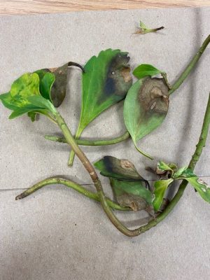 volutella blight treatment