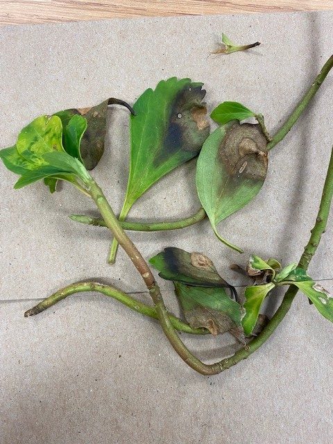 Is your pachysandra suffering? Might be Volutella blight. | UConn Plant